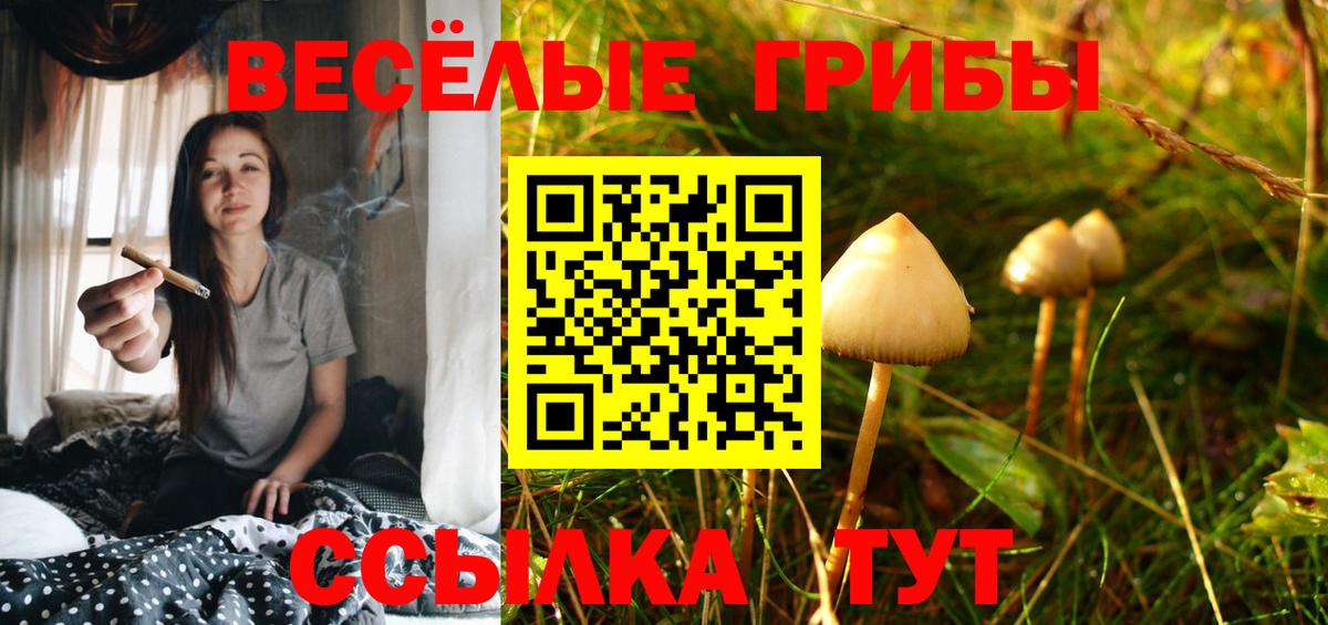 Галлюциногенные грибы Psilocybe Большой Камень